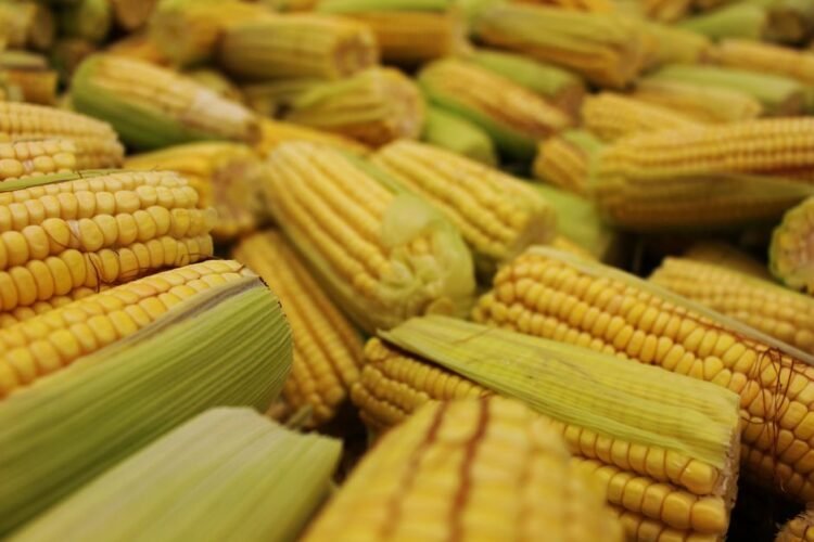 Traditional Mexican Nixtamal Corn for Fresh Masa