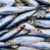 Venetian Sweet and Sour Marinated Sardines