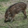 Wild Boar