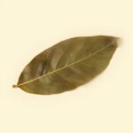 Dried bay leaf