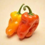 Scotch bonnet