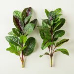 Vietnamese mint