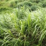 Lemongrass