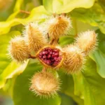 Annatto