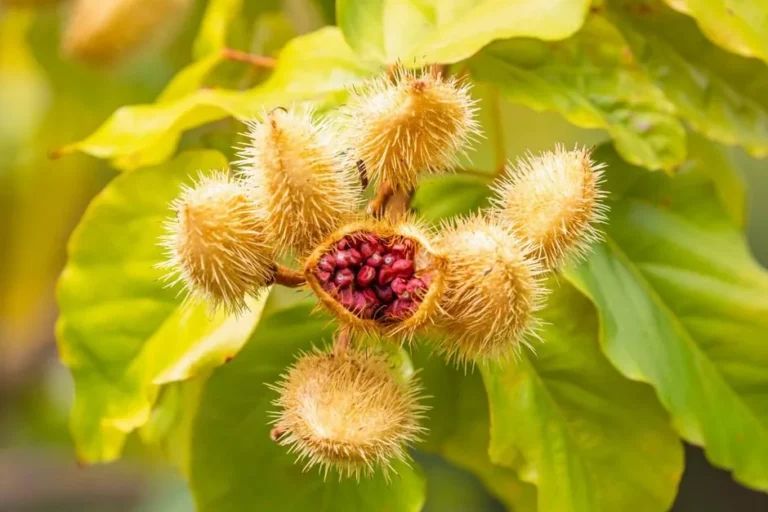 Annatto