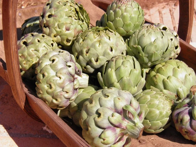 Artichoke (Globe Artichoke)