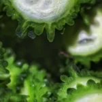 Bitter melon