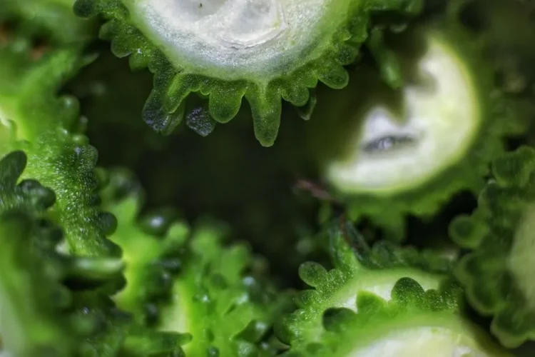 Bitter Melon