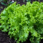 Black Cumin (Nigella sativa)