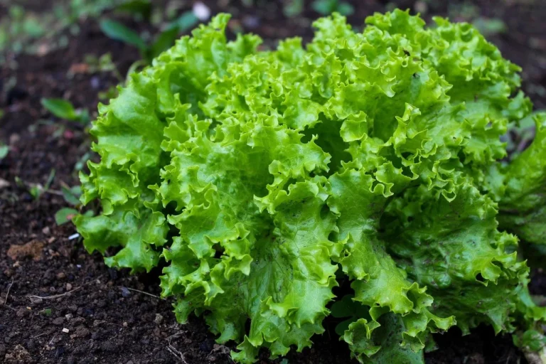 Black Cumin (Nigella sativa)