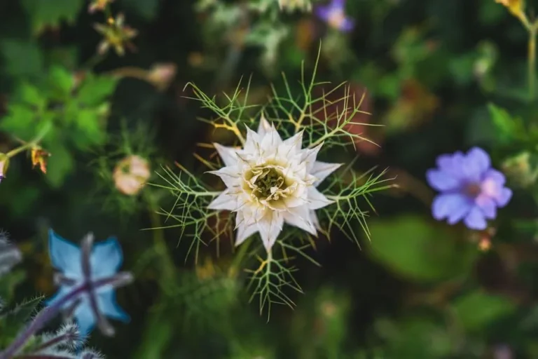 Black Cumin Seeds (Nigella)