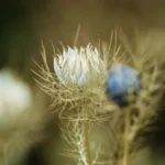 Black Cumin Seeds (Nigella Seeds)