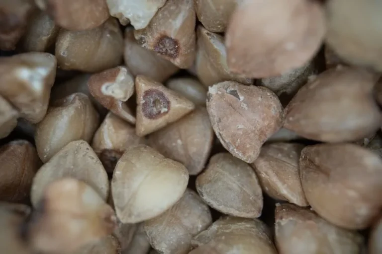 Buckwheat