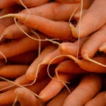 Carrot