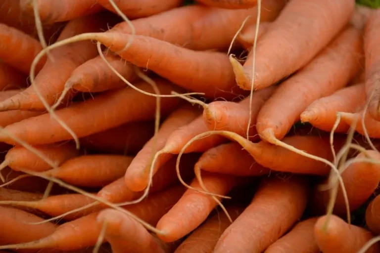 Carrot
