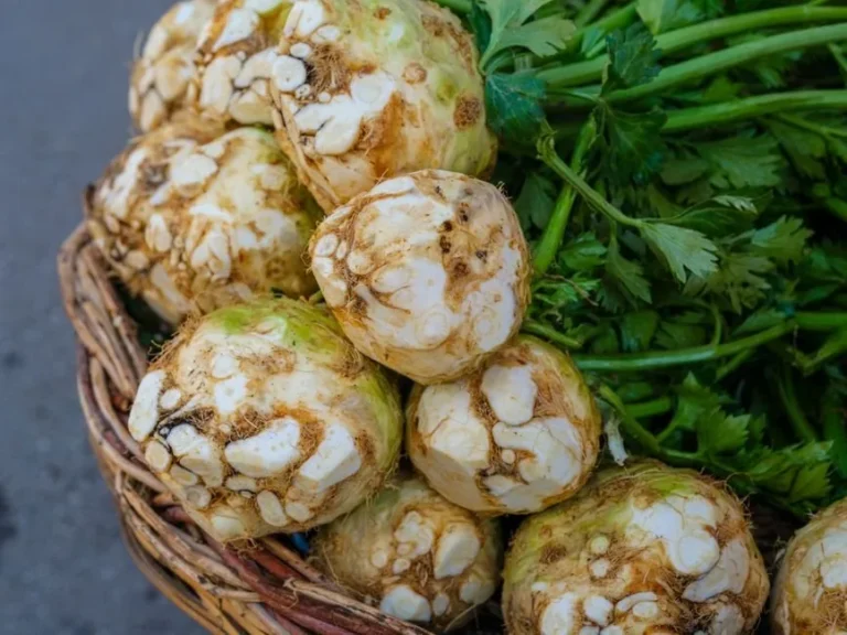 Celery root (Celeriac)