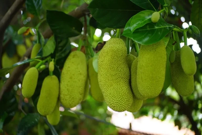 Cempedak