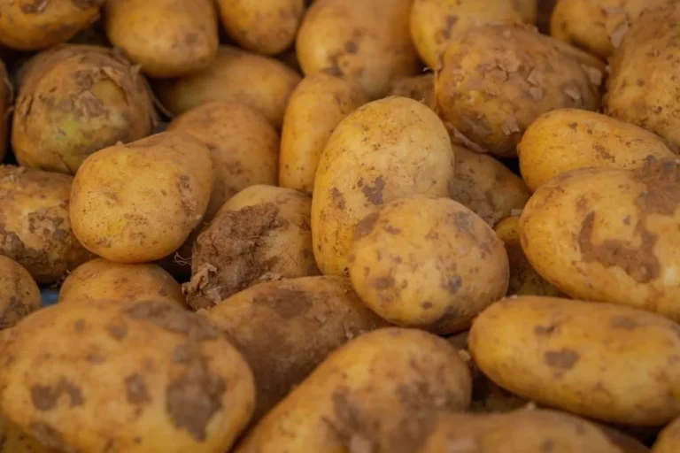 Common Potato