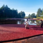 Cranberry