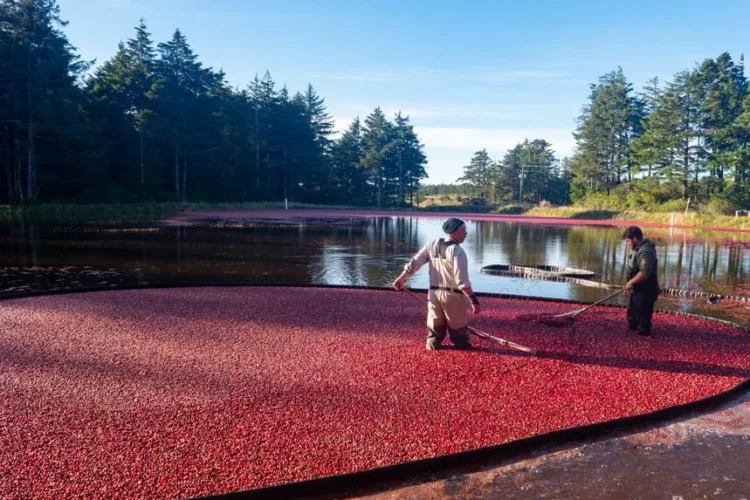 Cranberry