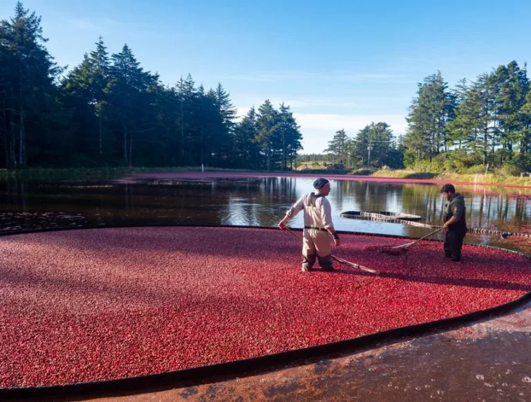 Cranberry