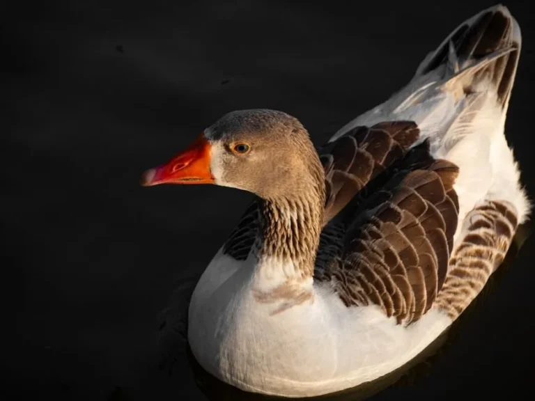 Goose meat