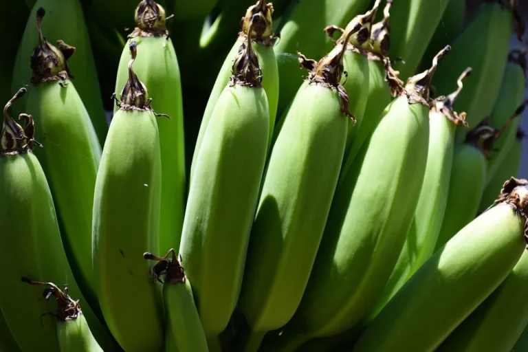 Green Plantain
