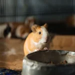 Guinea pig