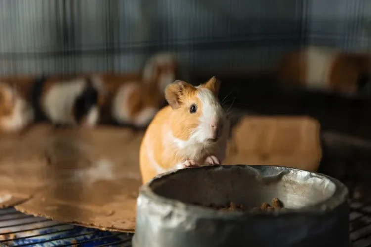 Guinea pig
