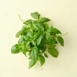 Fresh basil