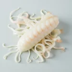 Fresh squid
