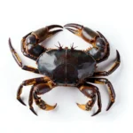 Coconut crab