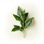 Fresh curry leaves