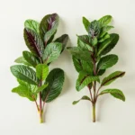 Vietnamese mint