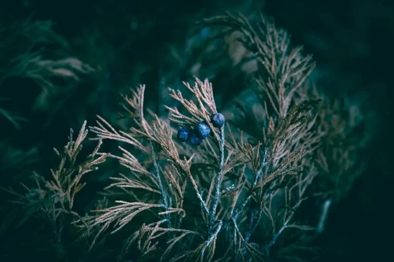 Juniper berries