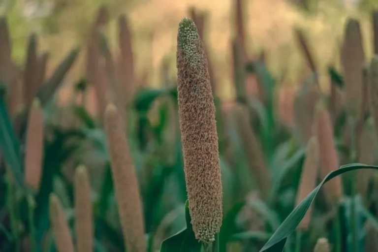 Millet