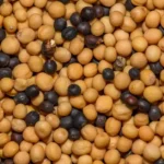 Mustard seed