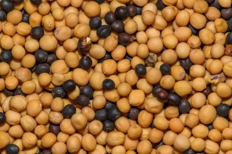 Mustard seed