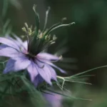Nigella Sativa (Black Cumin / Kalonji)