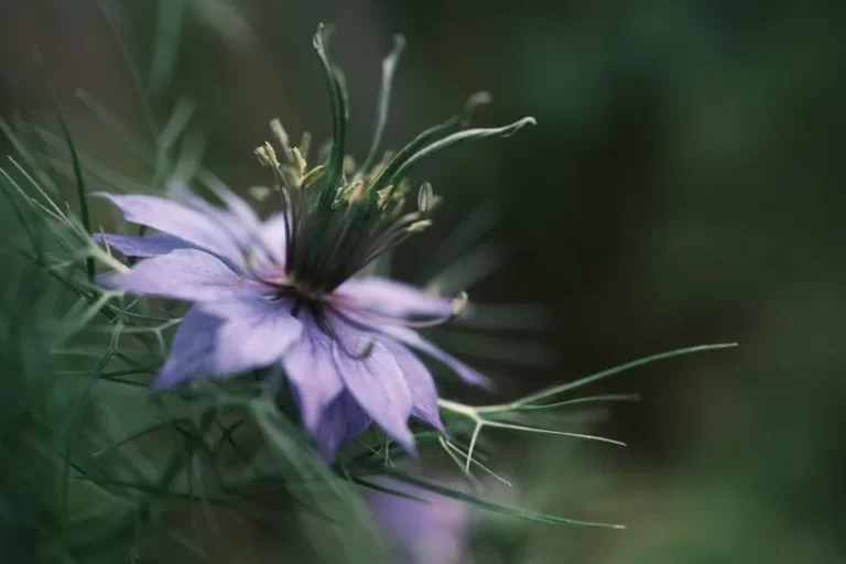 Nigella Sativa (Black Cumin / Kalonji)