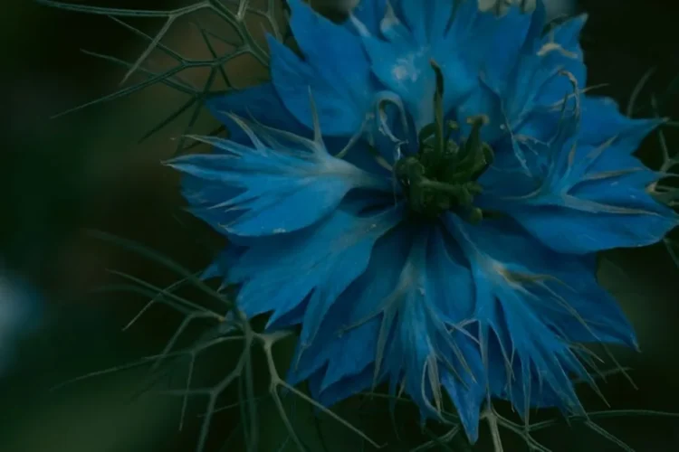 Nigella seed (kalonji)