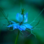 Nigella Seeds (Black Seed, Kalonji)