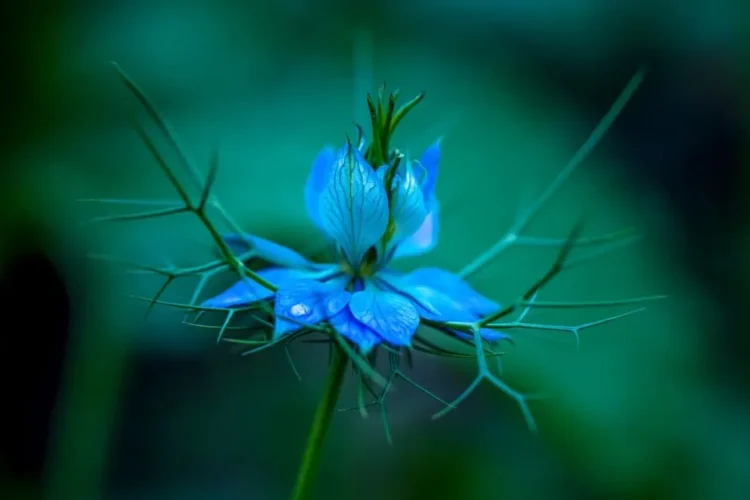 Nigella Seeds (Black Seed, Kalonji)