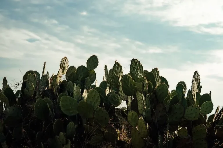 Nopales (Cactus Paddle)