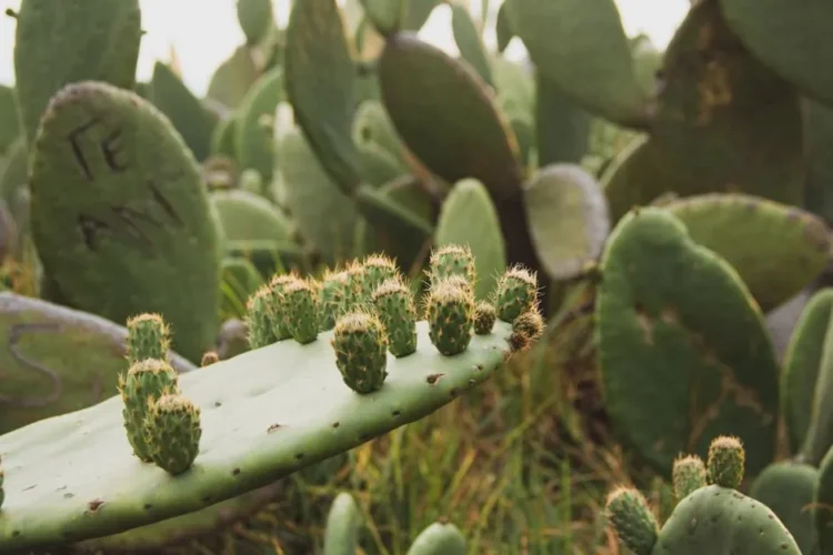 Nopales (Prickly Pear Cactus Pads)
