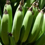 Plantain (green)