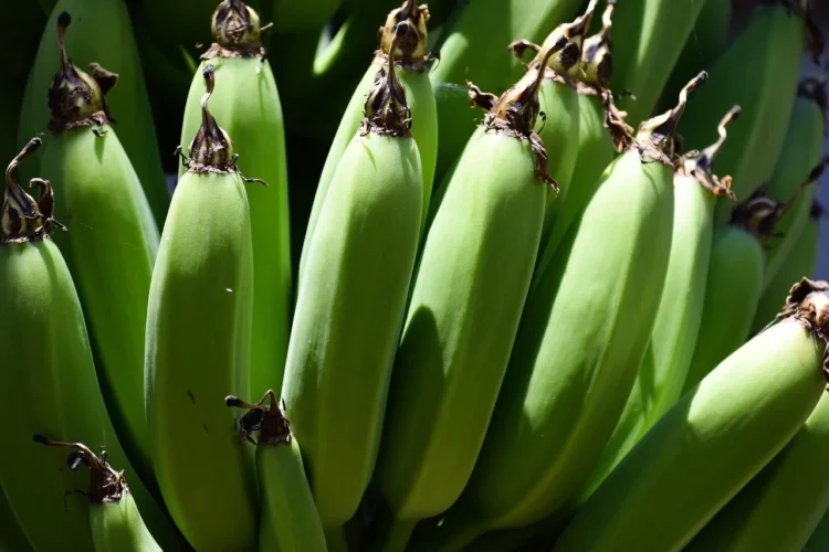 Plantain (green)