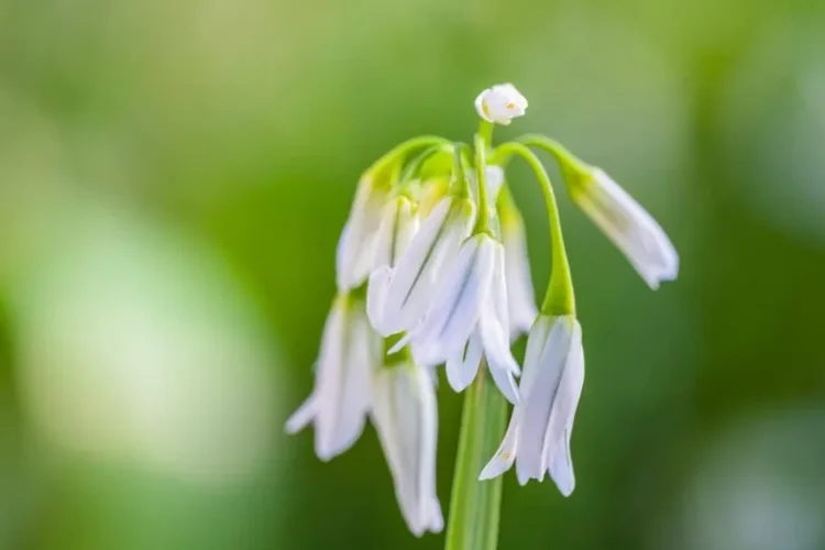 Ramps