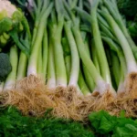 Rapini