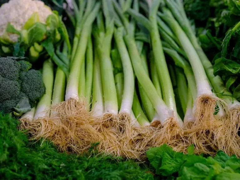 Rapini